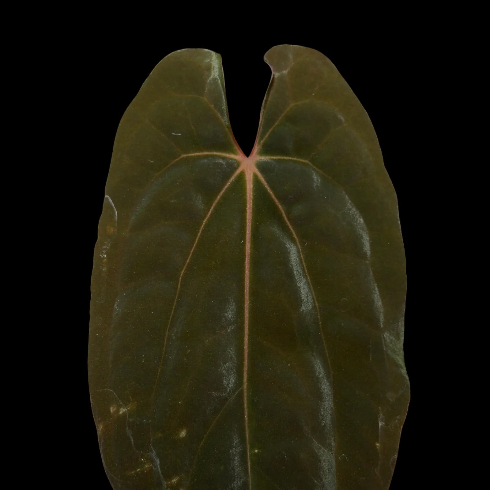 Anthurium (RLFS) JV