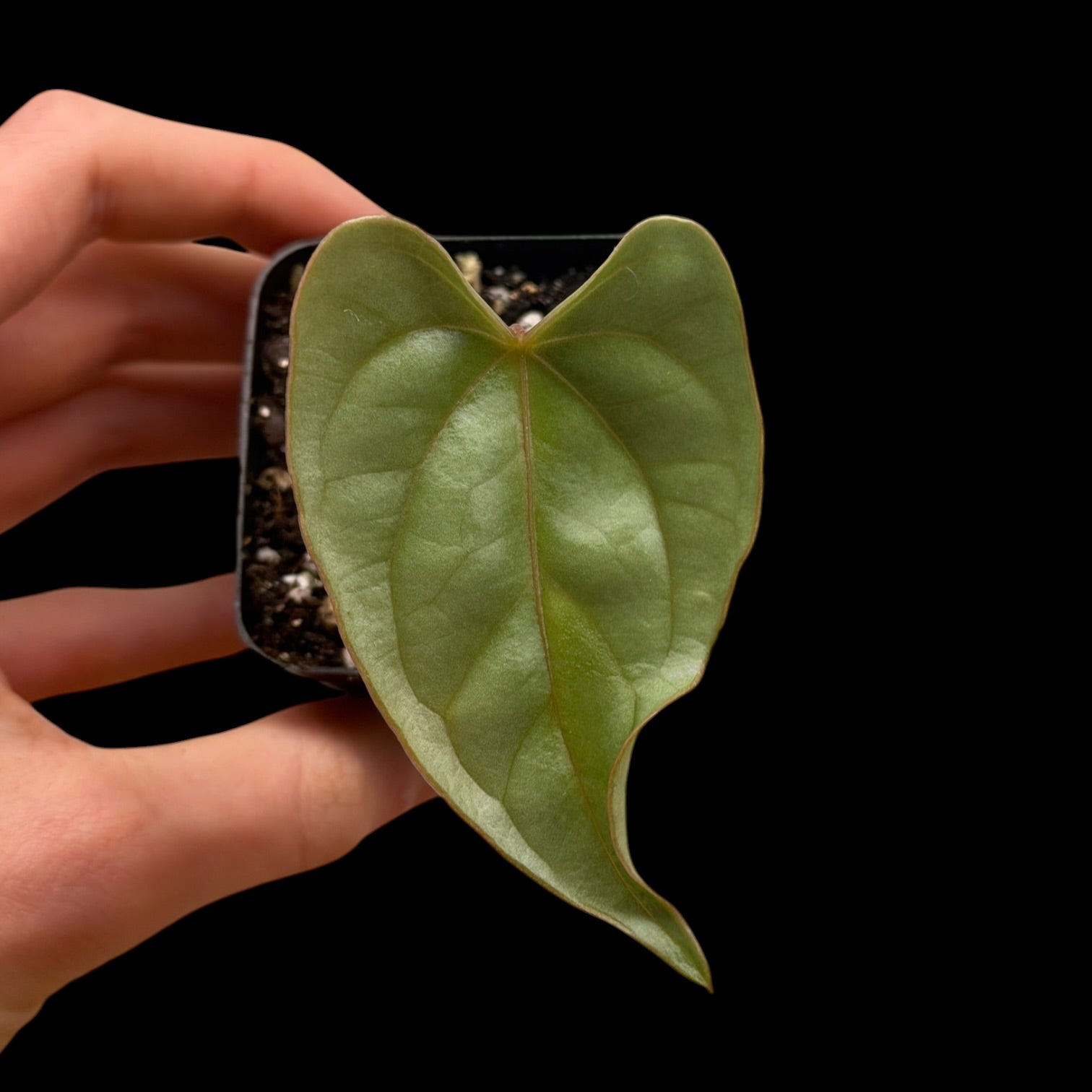 Anthurium sp. nov ,,Dragon Heart‘‘