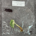 Alocasia Platinum Albo | TC