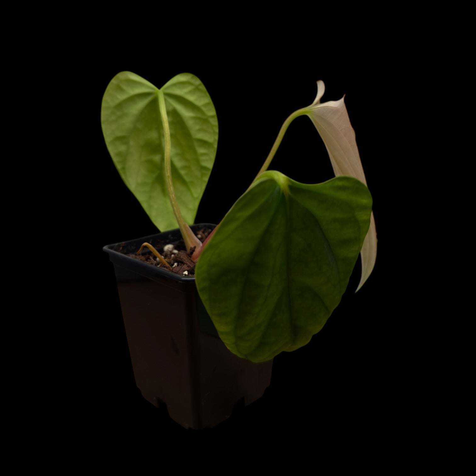 Anthurium Mr. Worldwide x Debile