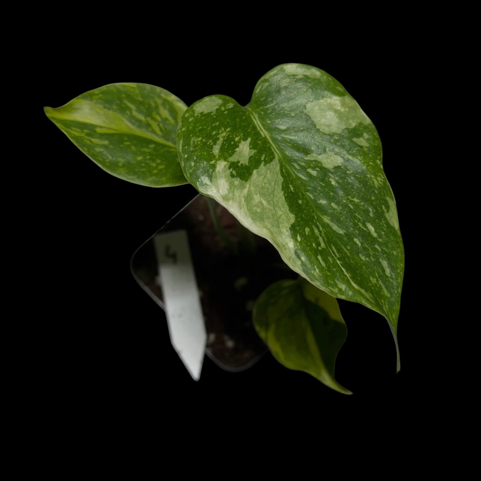 Monstera Electrolyte