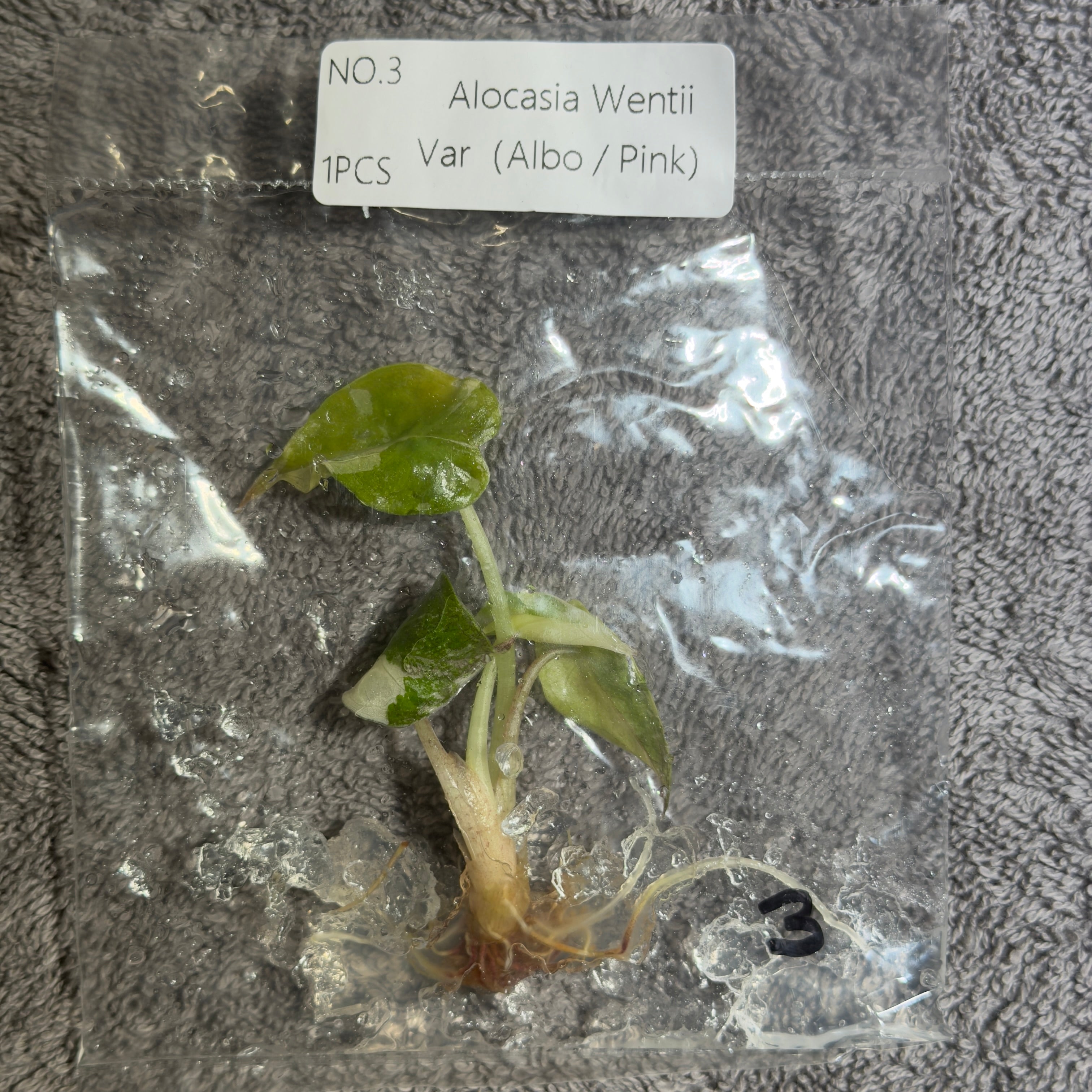 Alocasia Wentii Pink/Albo | TC