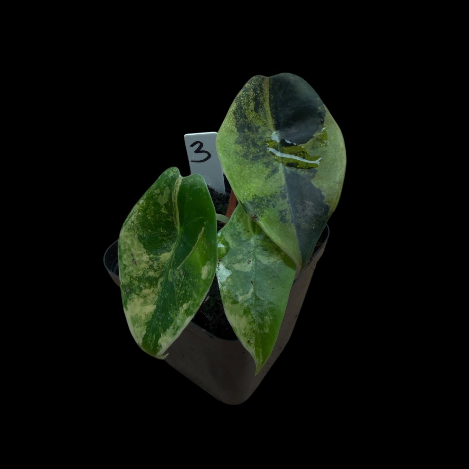 Alocasia Sedenii Aurea