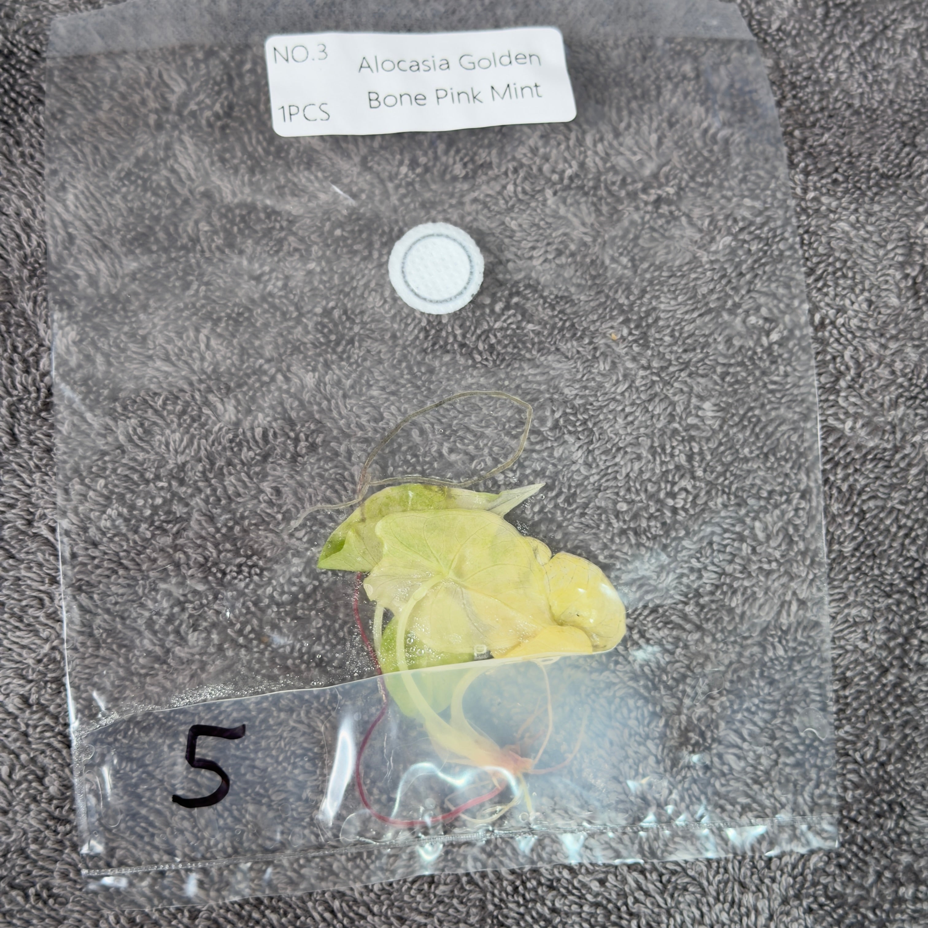 Alocasia Golden Bone Pink Mint | TC