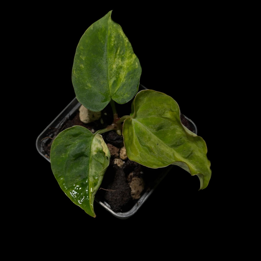 Anthurium Seppuku x Odin