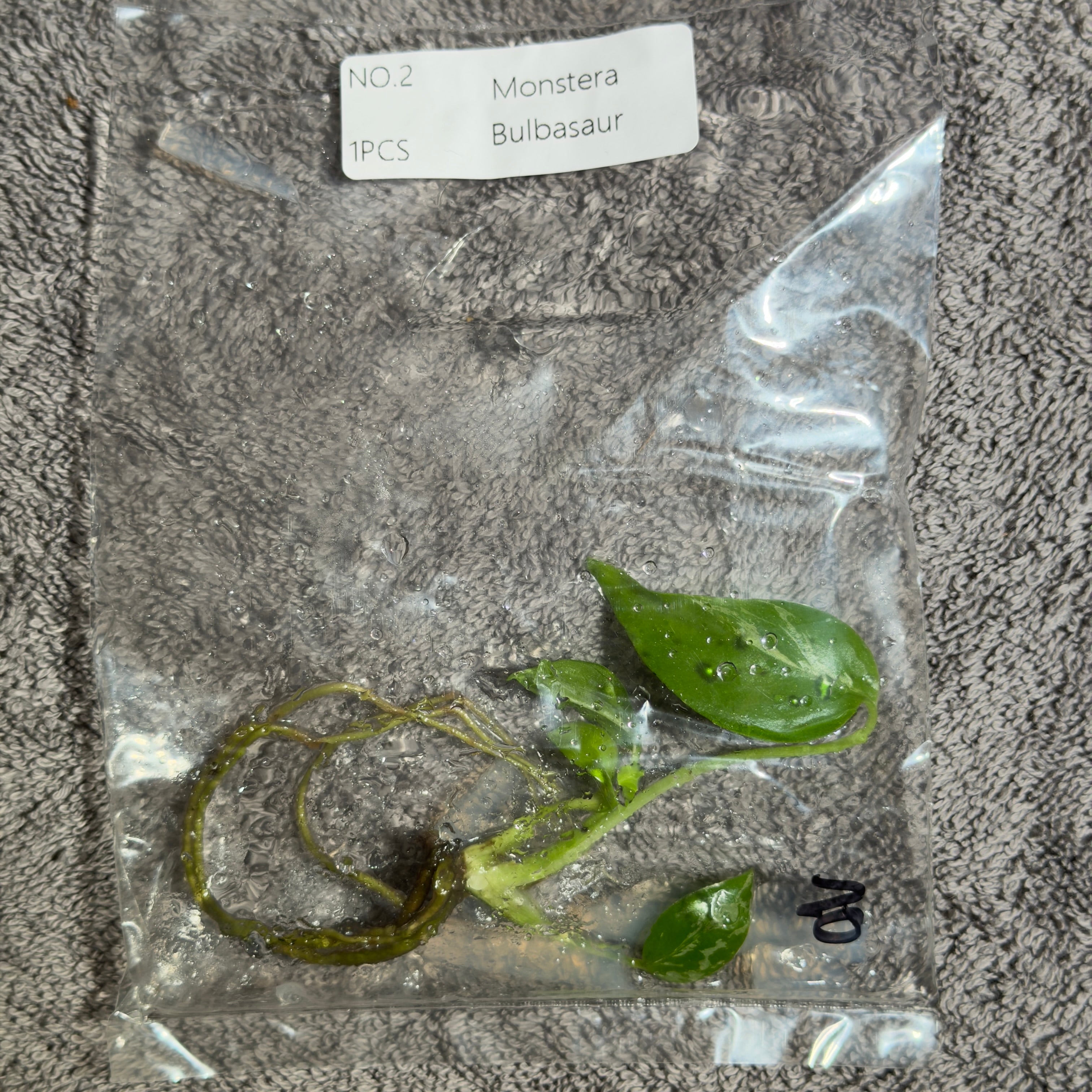 Monstera Bulbasaur | TC