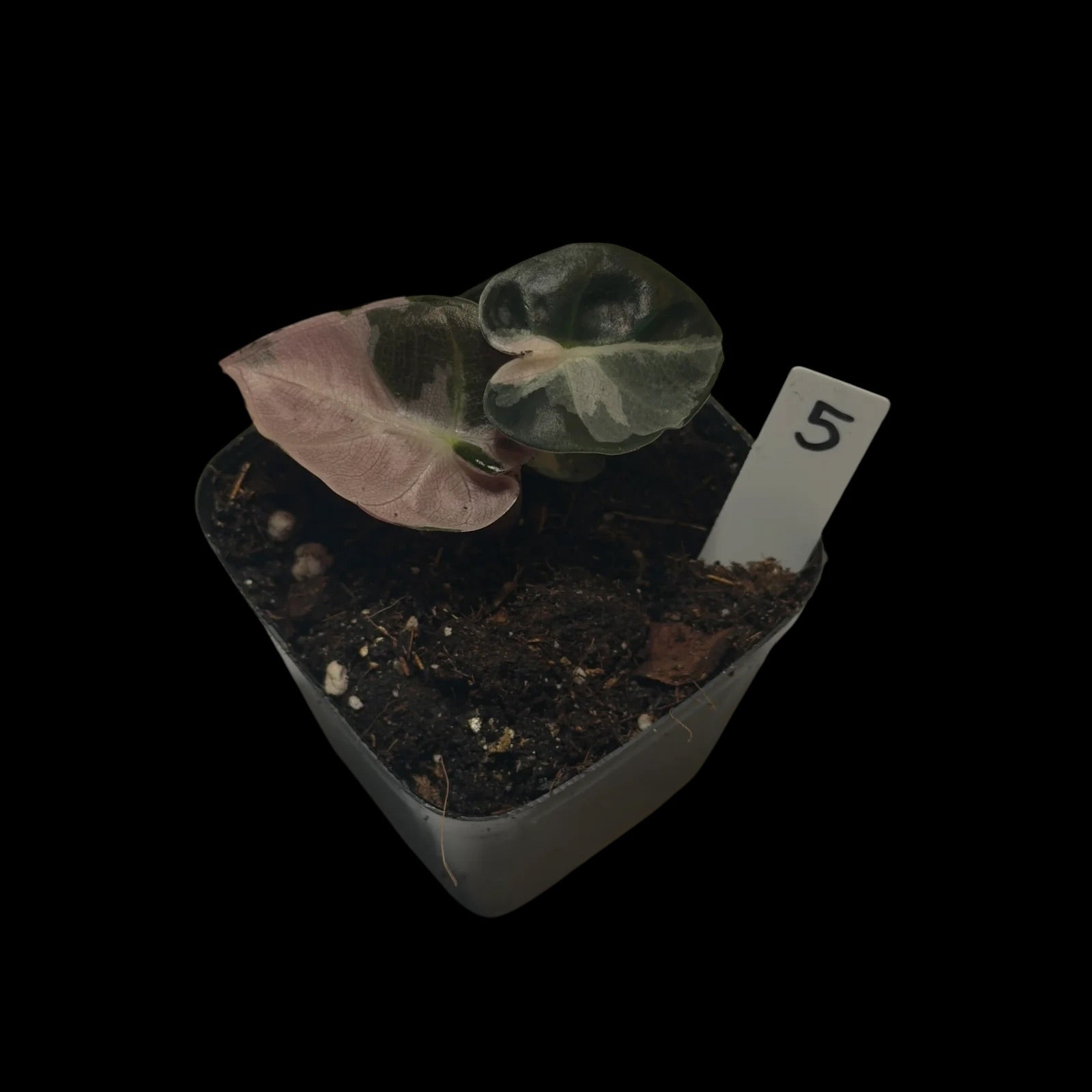 Alocasia ‘Heart Balloon Pink’ Variegata