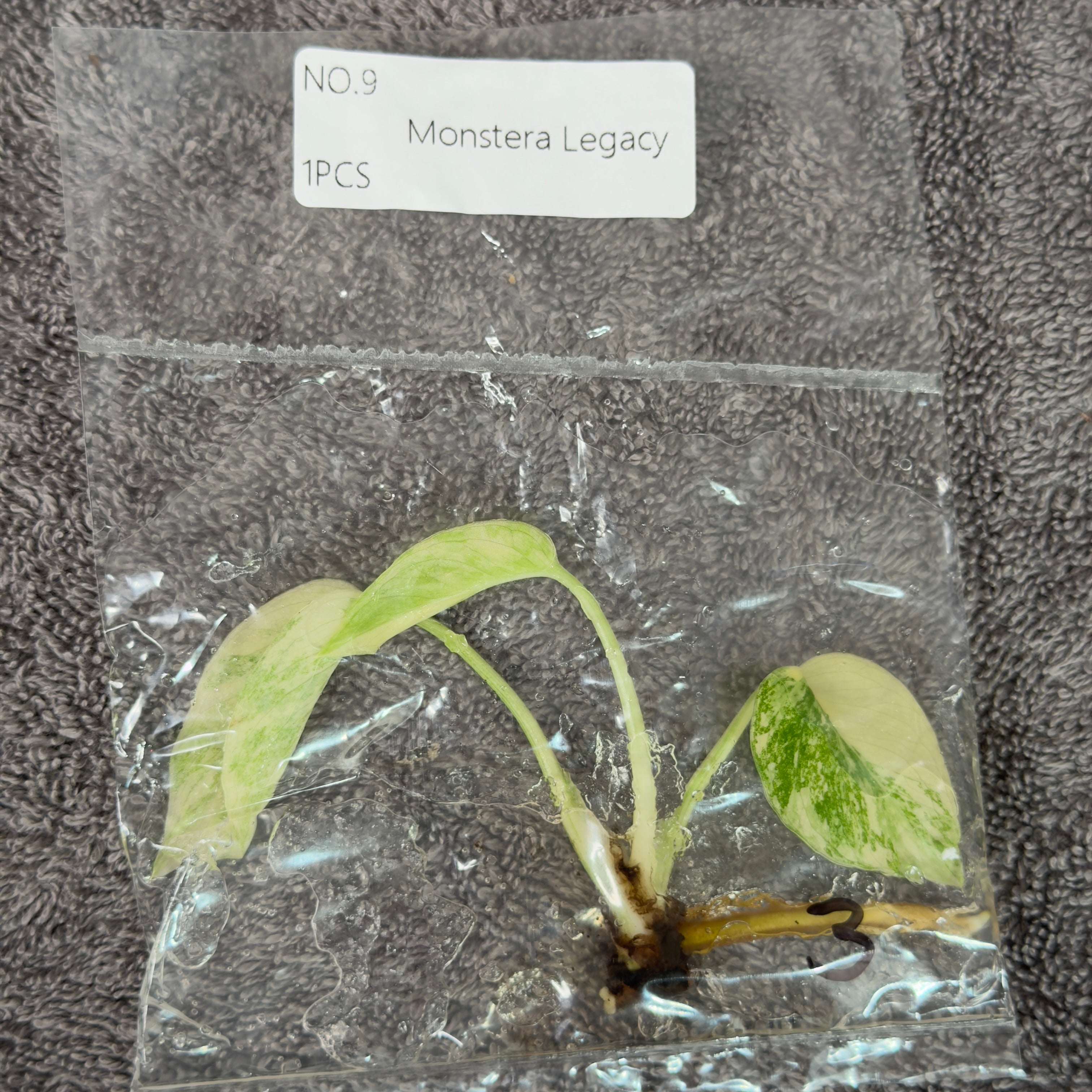 Monstera Legacy | TC