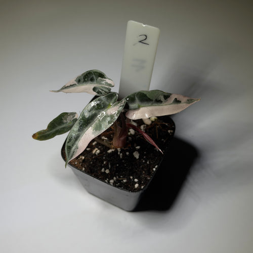 Alocasia Bambino Pink