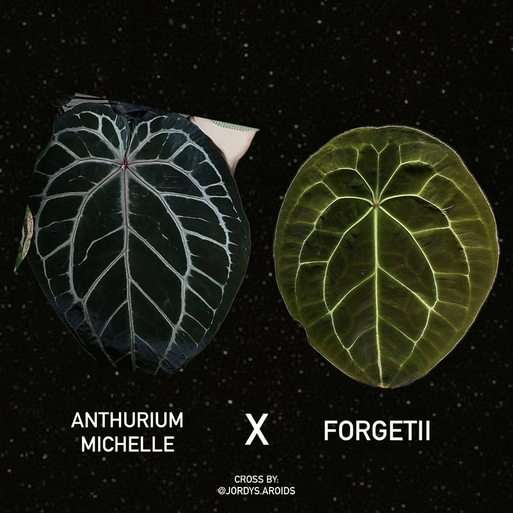 Anthurium Michelle x Forgetii