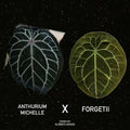 Anthurium Michelle x Forgetii