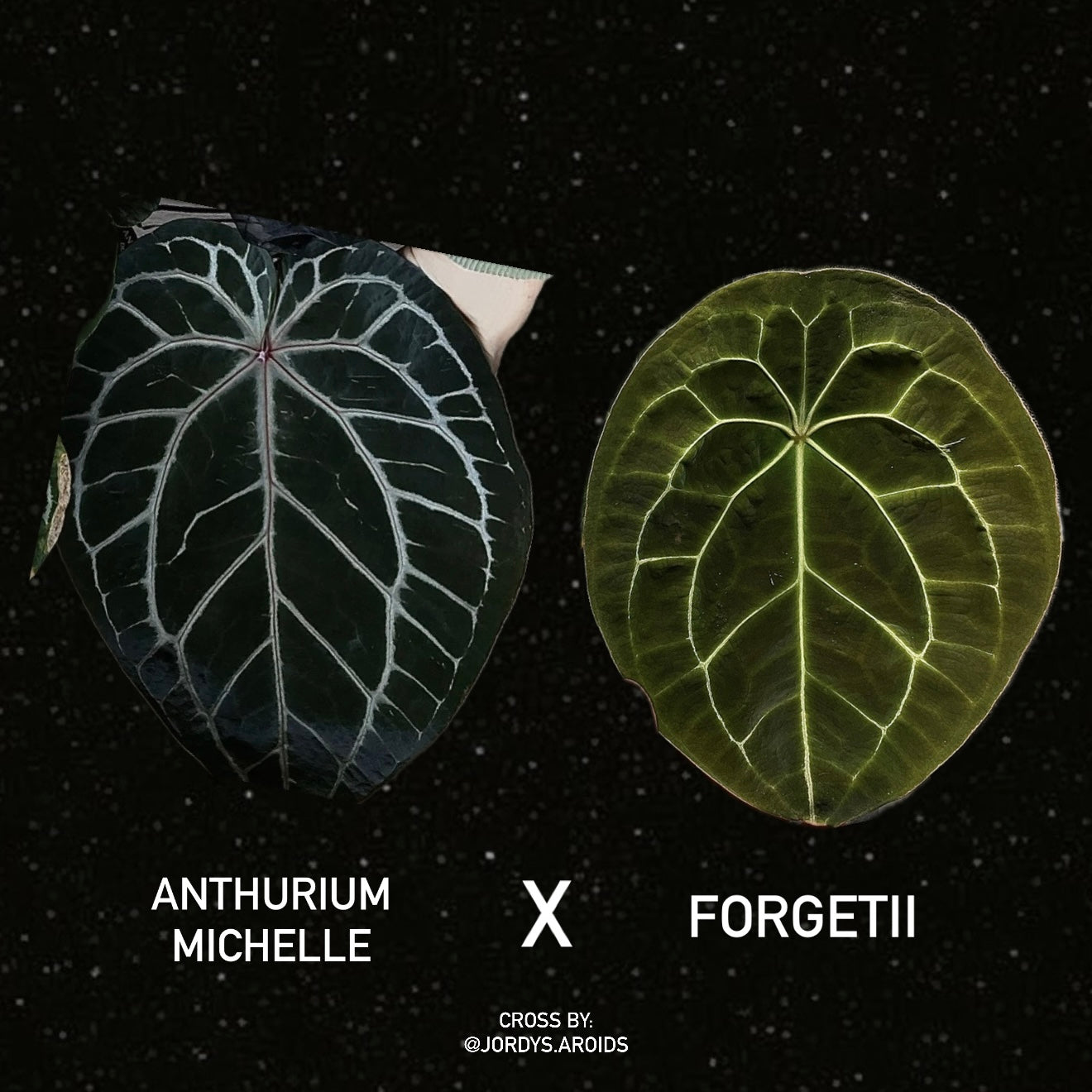 Anthurium Michelle x Forgetii