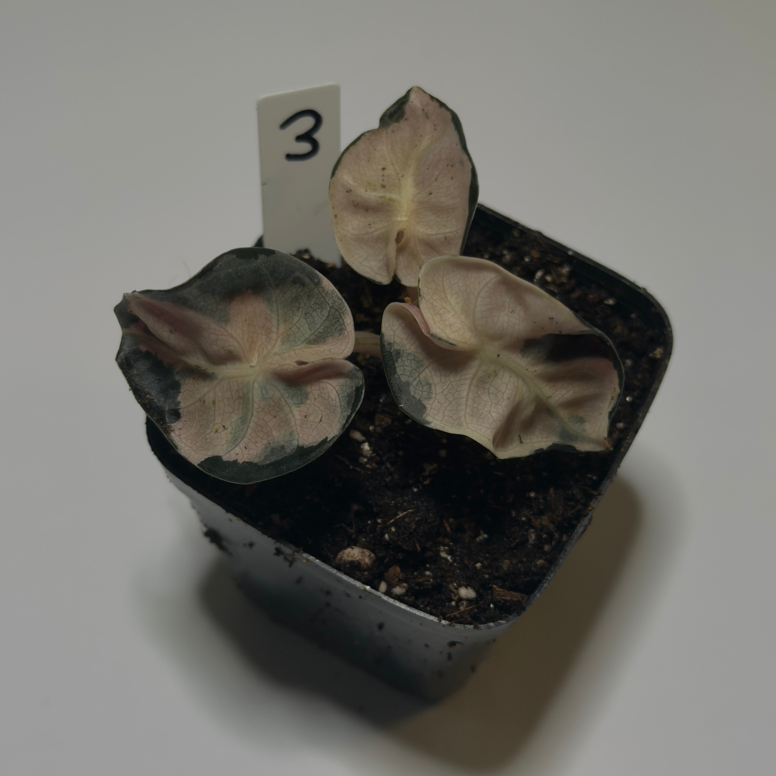 Alocasia ‘Heart Balloon Pink’ Variegata