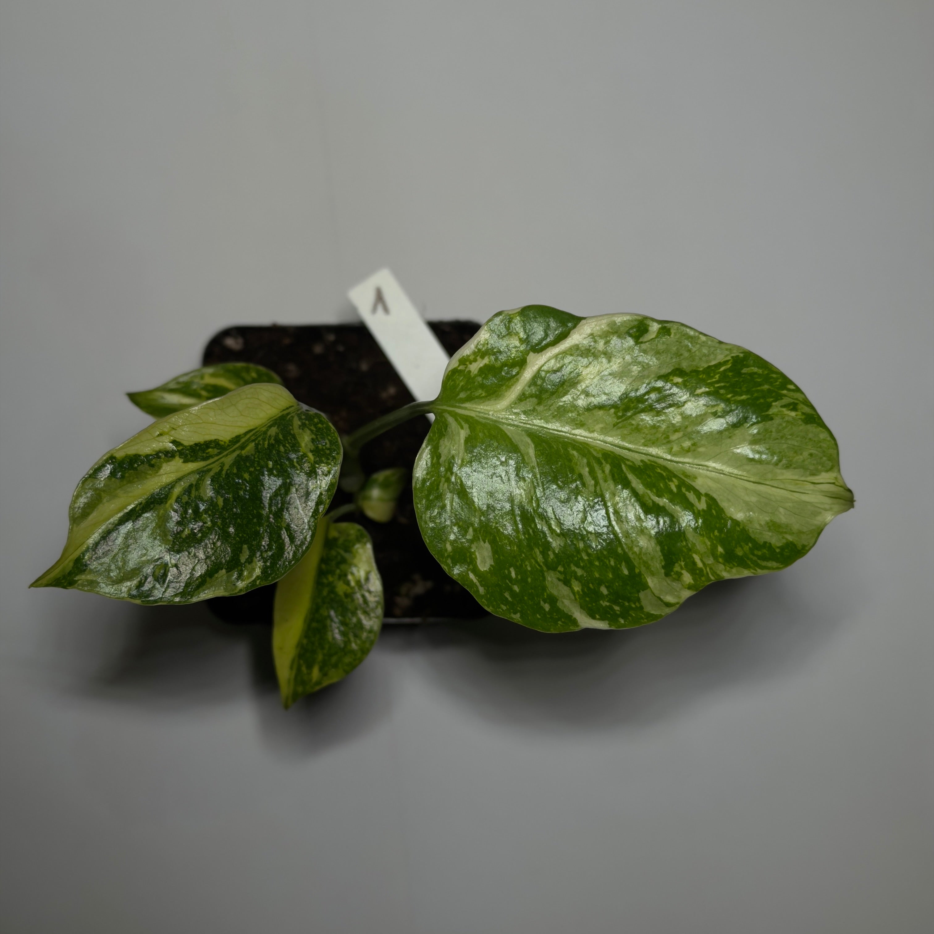 Monstera Electrolyte