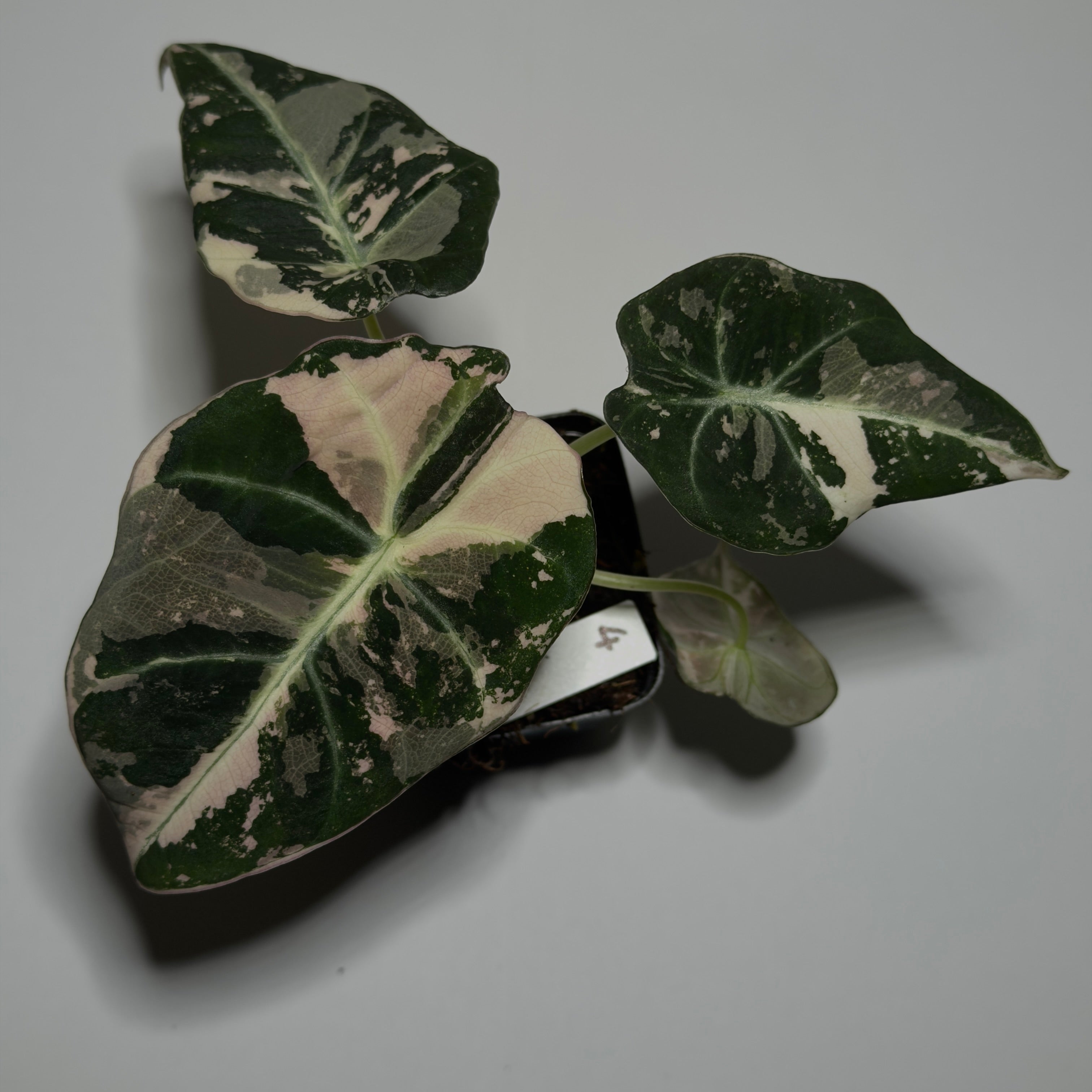 Alocasia Black velvet Pink