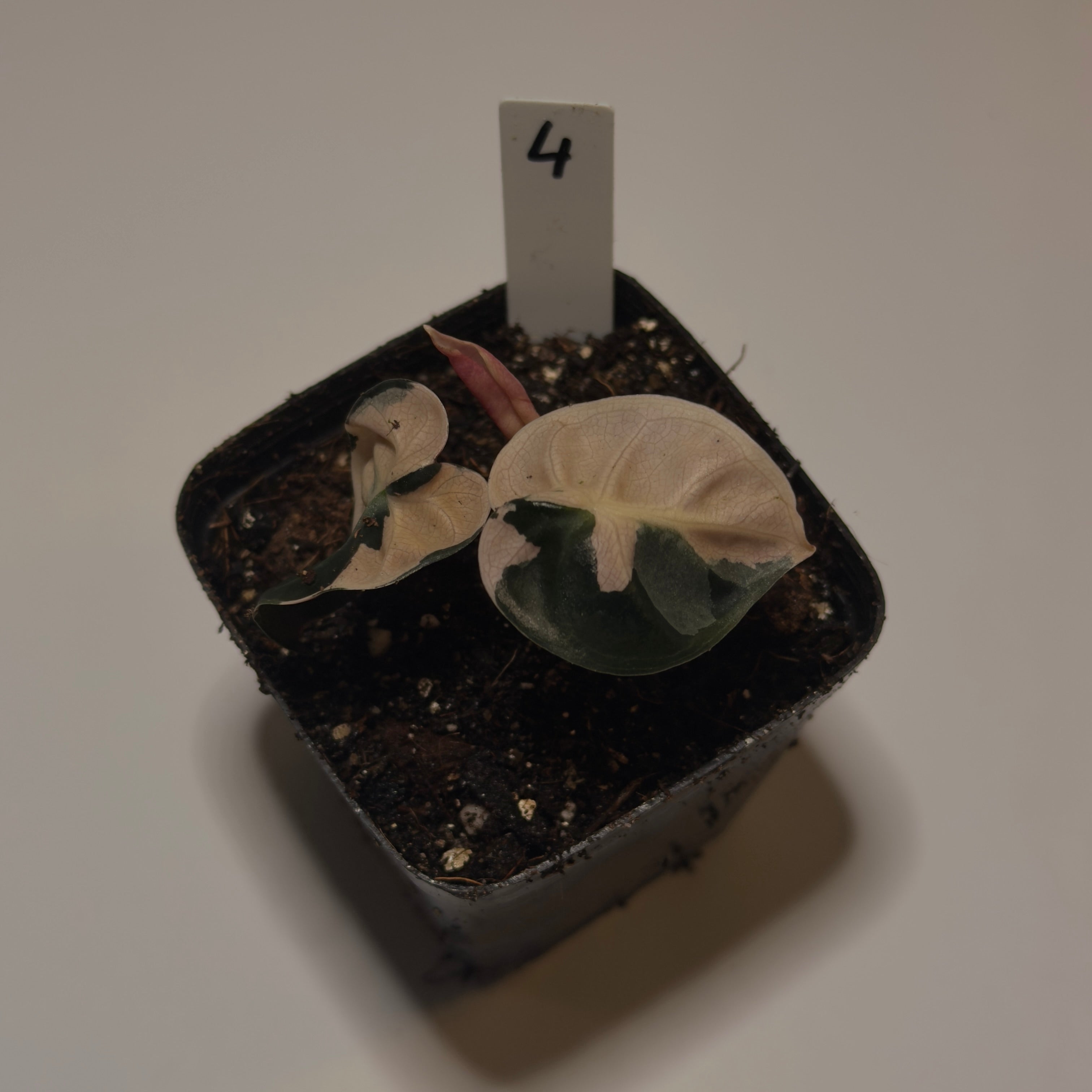 Alocasia ‘Heart Balloon Pink’ Variegata