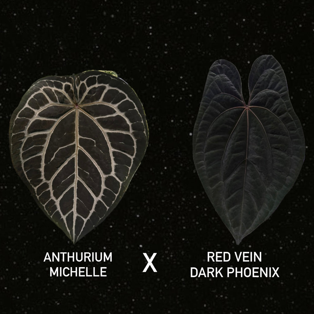 Anthurium Michelle x Red Vein Dark Phoenix