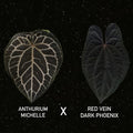 Anthurium Michelle x Red Vein Dark Phoenix