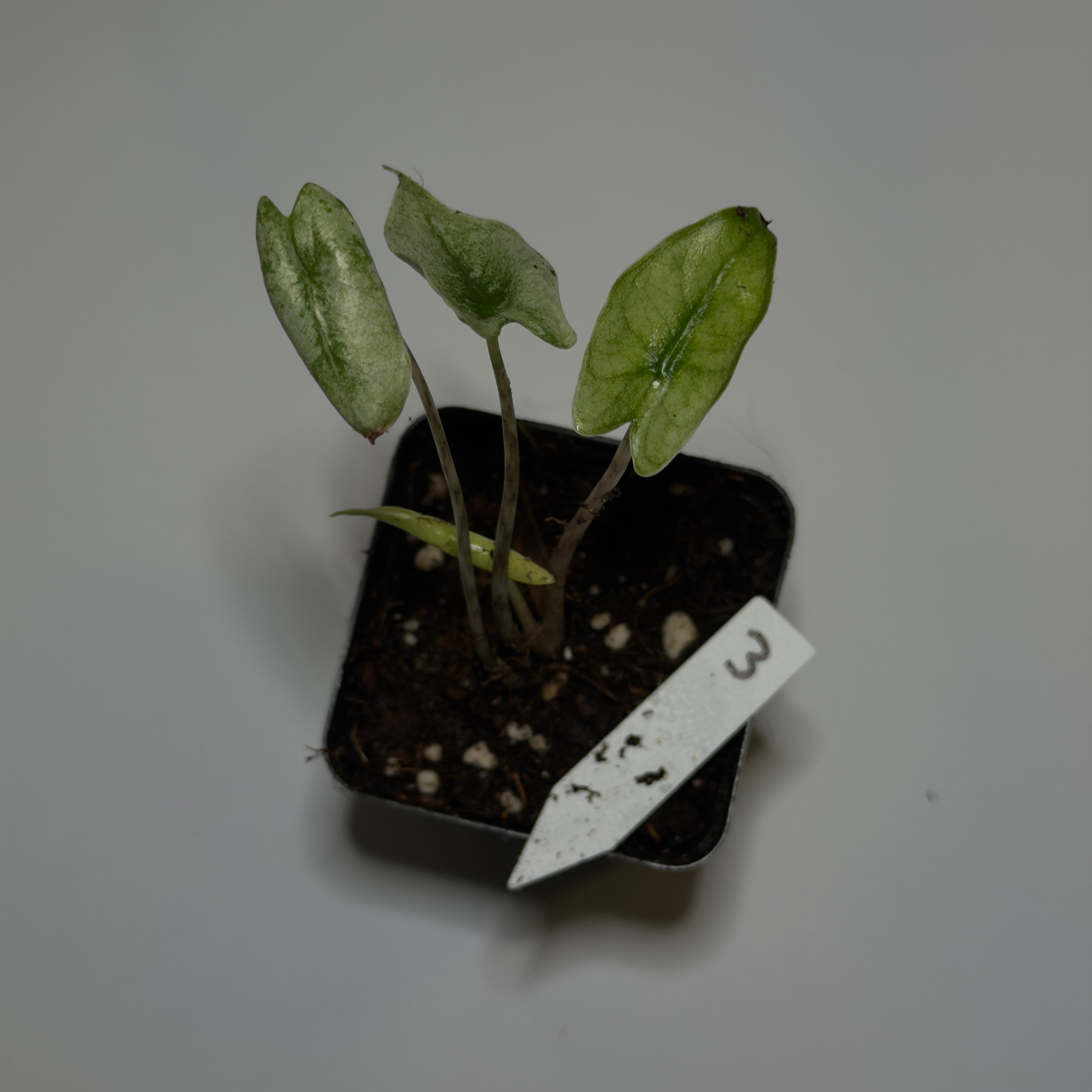 Alocasia Zebrina Mint