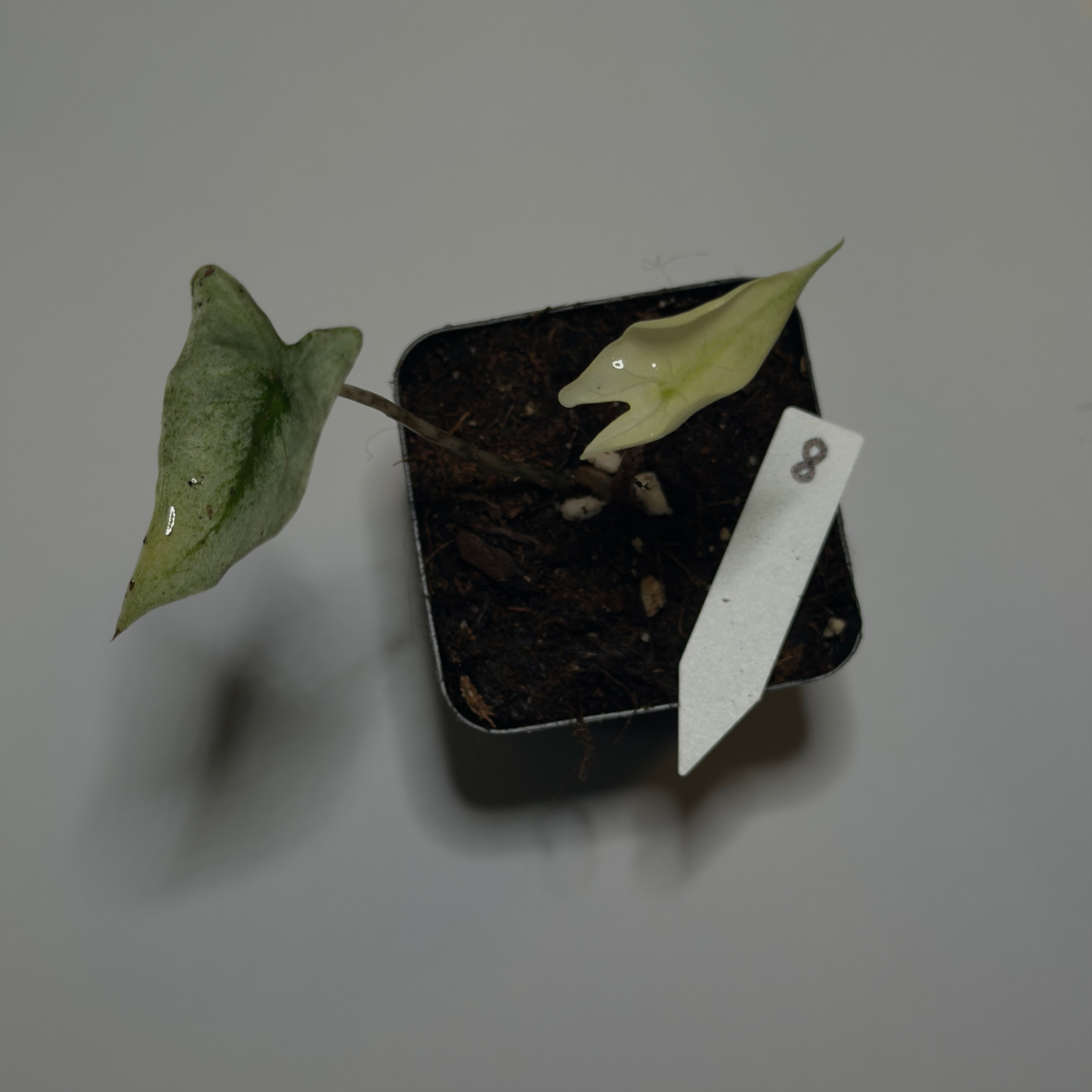 Alocasia Zebrina Mint