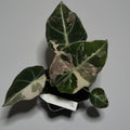 Alocasia Black velvet Pink