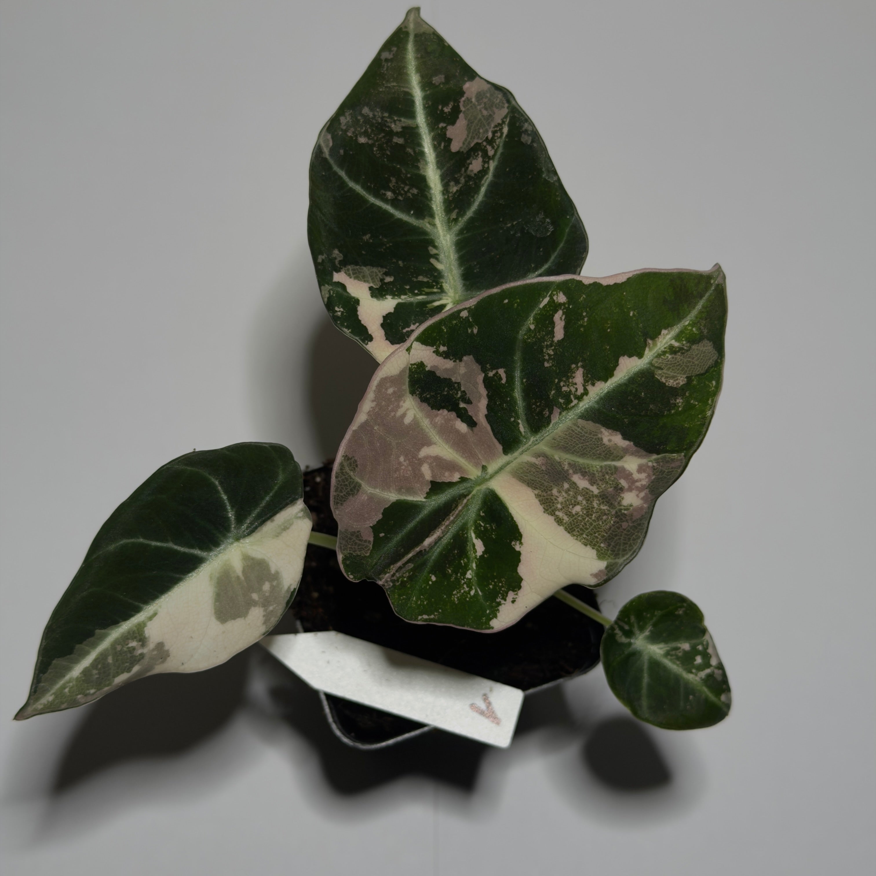 Alocasia Black velvet Pink