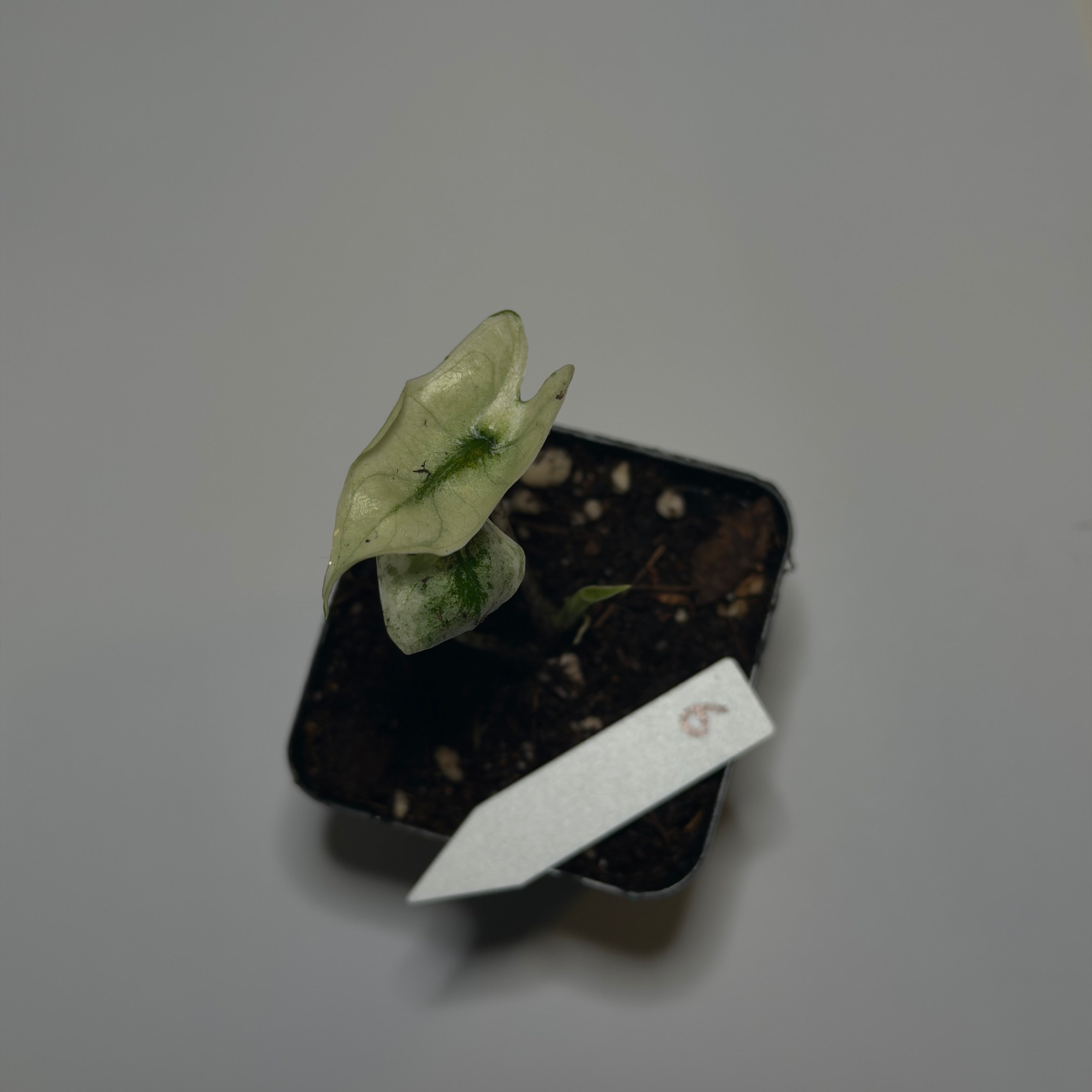 Alocasia Zebrina Mint