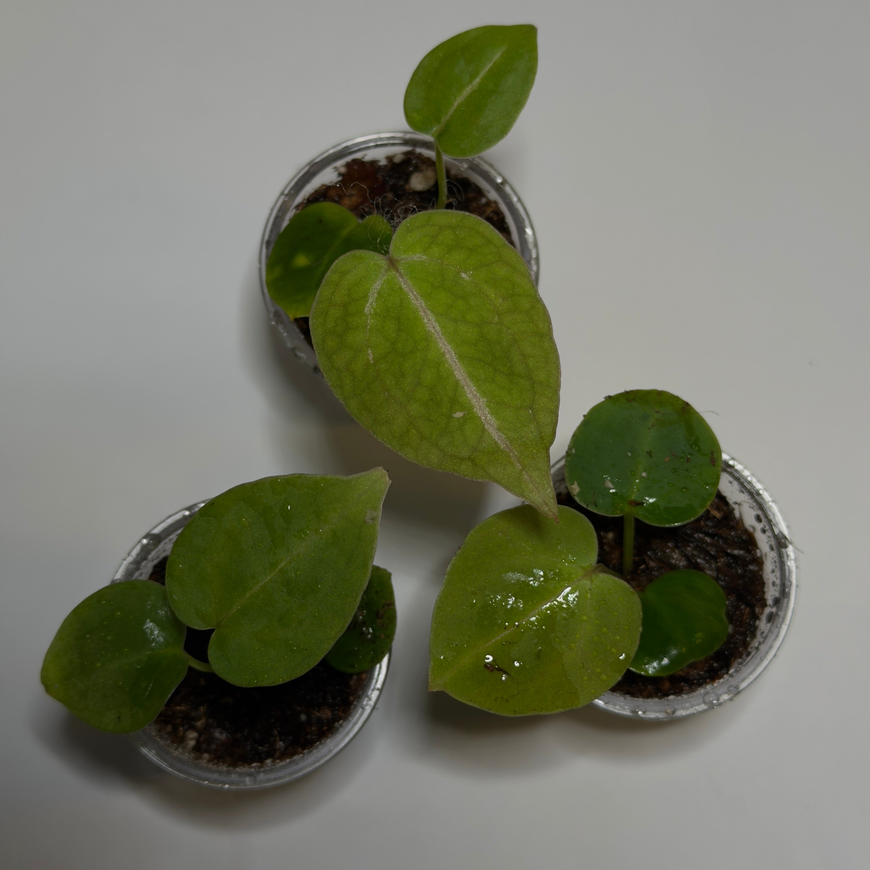 Anthurium Michelle x Forgetii