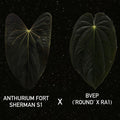 Anthurium Fort Sherman S1 x BVEP ('Round' x RA1)