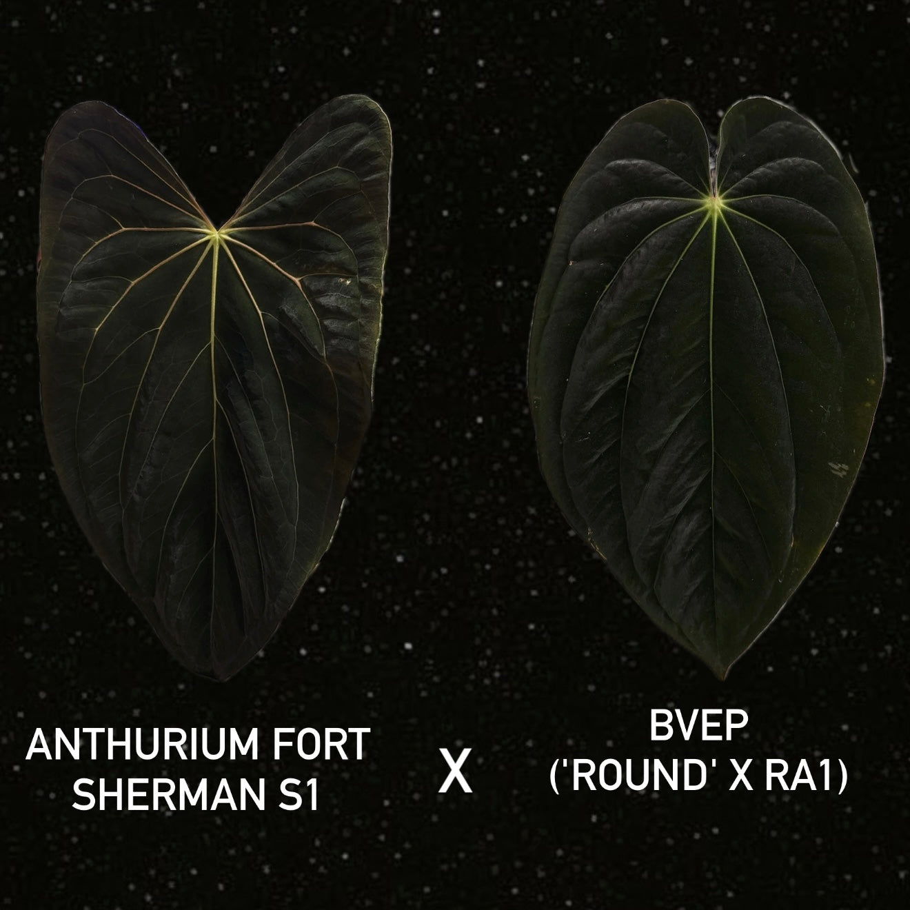 Anthurium Fort Sherman S1 x BVEP ('Round' x RA1)
