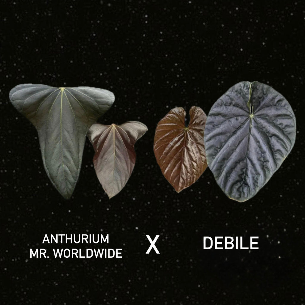 Anthurium Mr. Worldwide x Debile