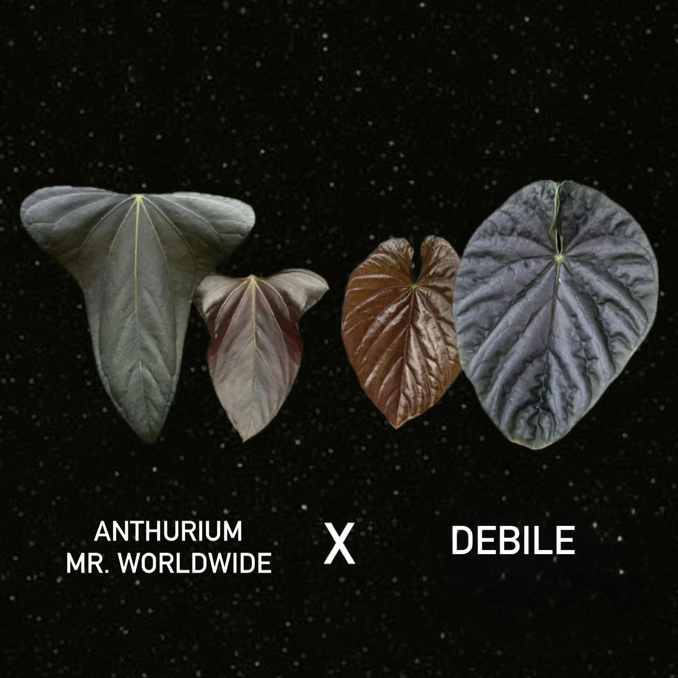 Anthurium Mr. Worldwide x Debile