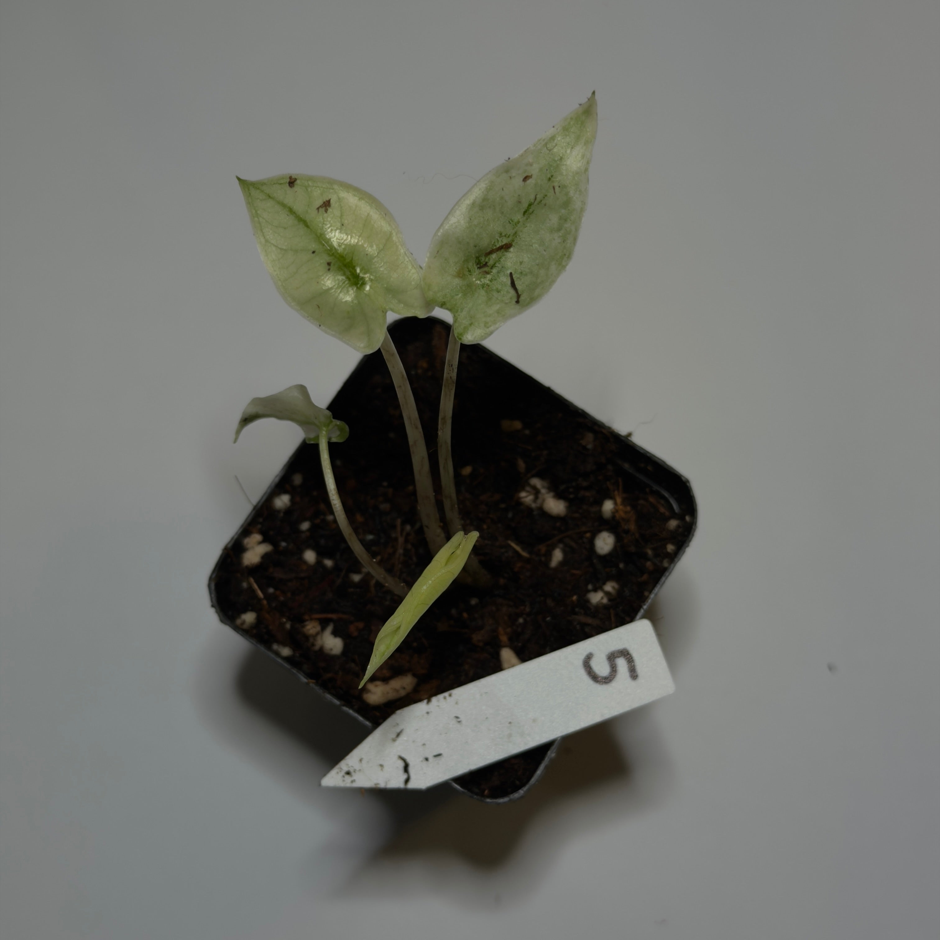 Alocasia Zebrina Mint