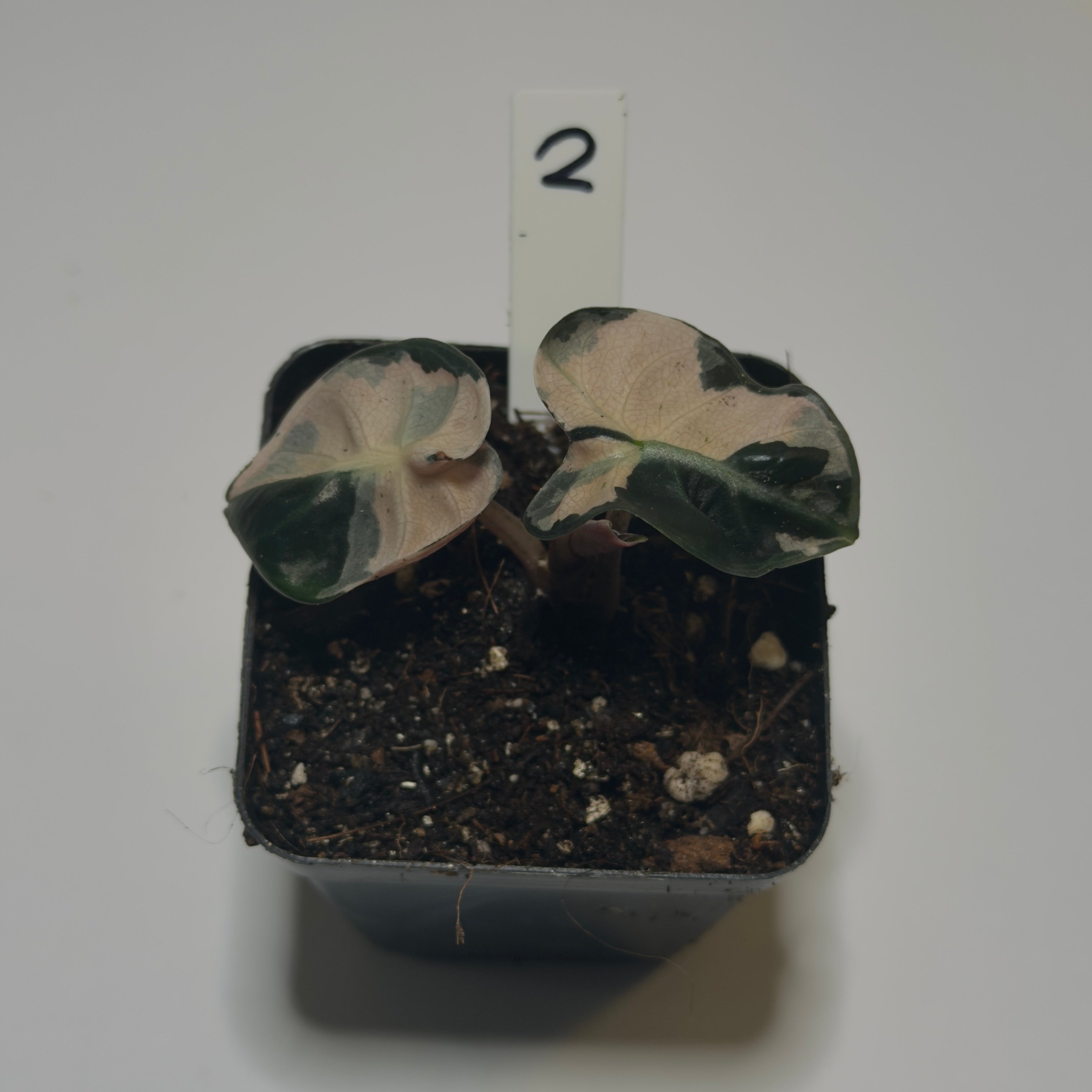 Alocasia ‘Heart Balloon Pink’ Variegata