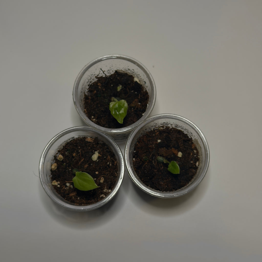 Anthurium Fort Sherman S1 x BVEP ('Round' x RA1)