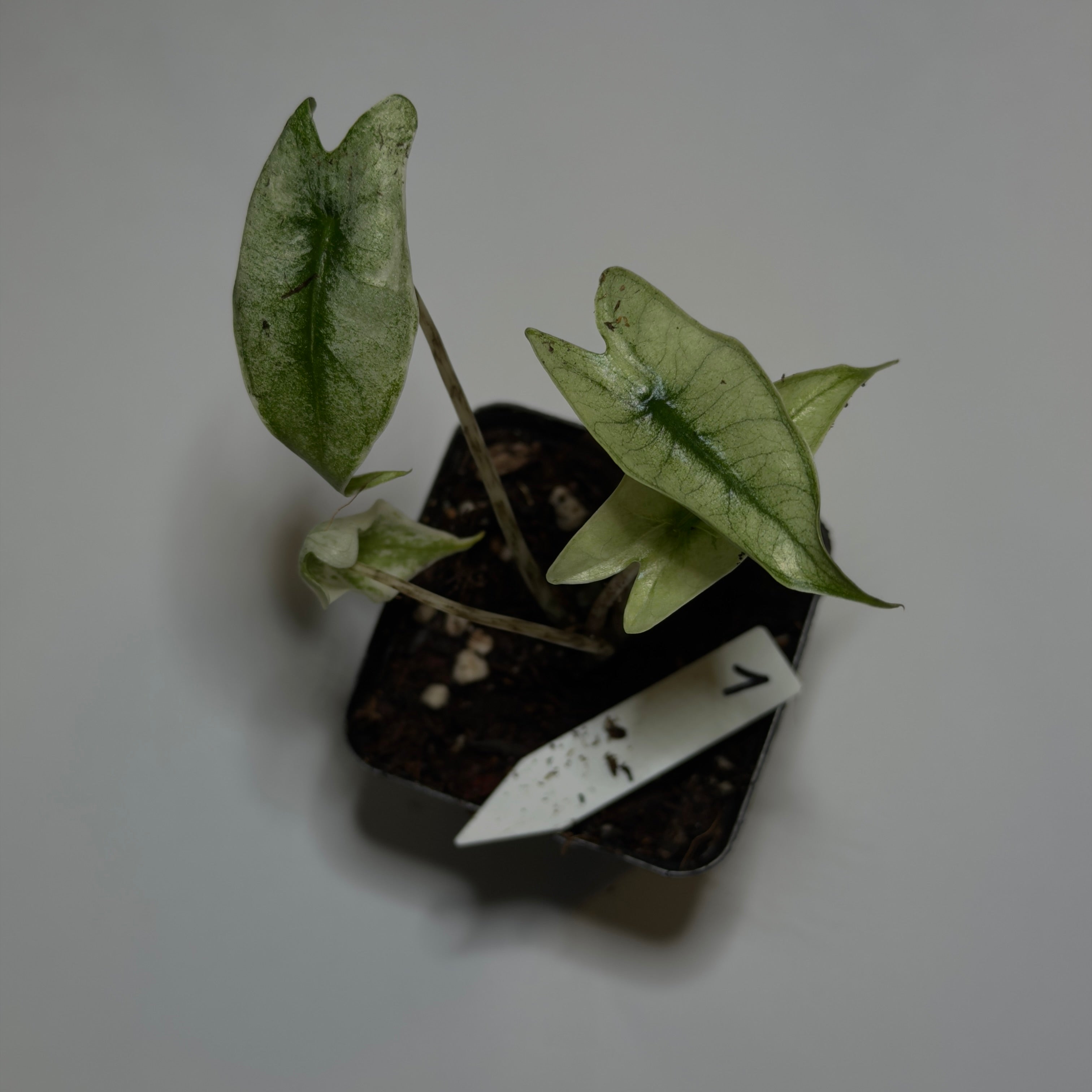 Alocasia Zebrina Mint