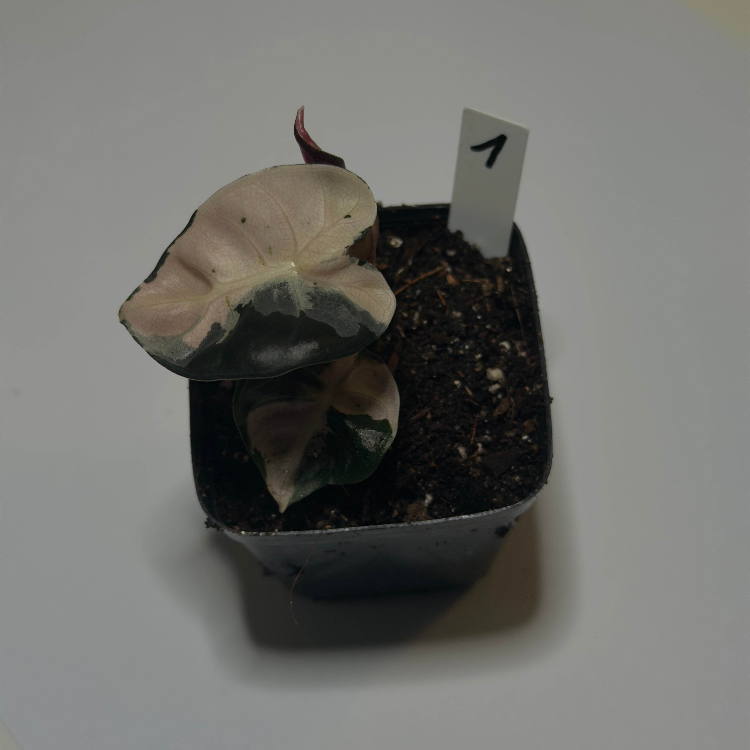 Alocasia ‘Heart Balloon Pink’ Variegata