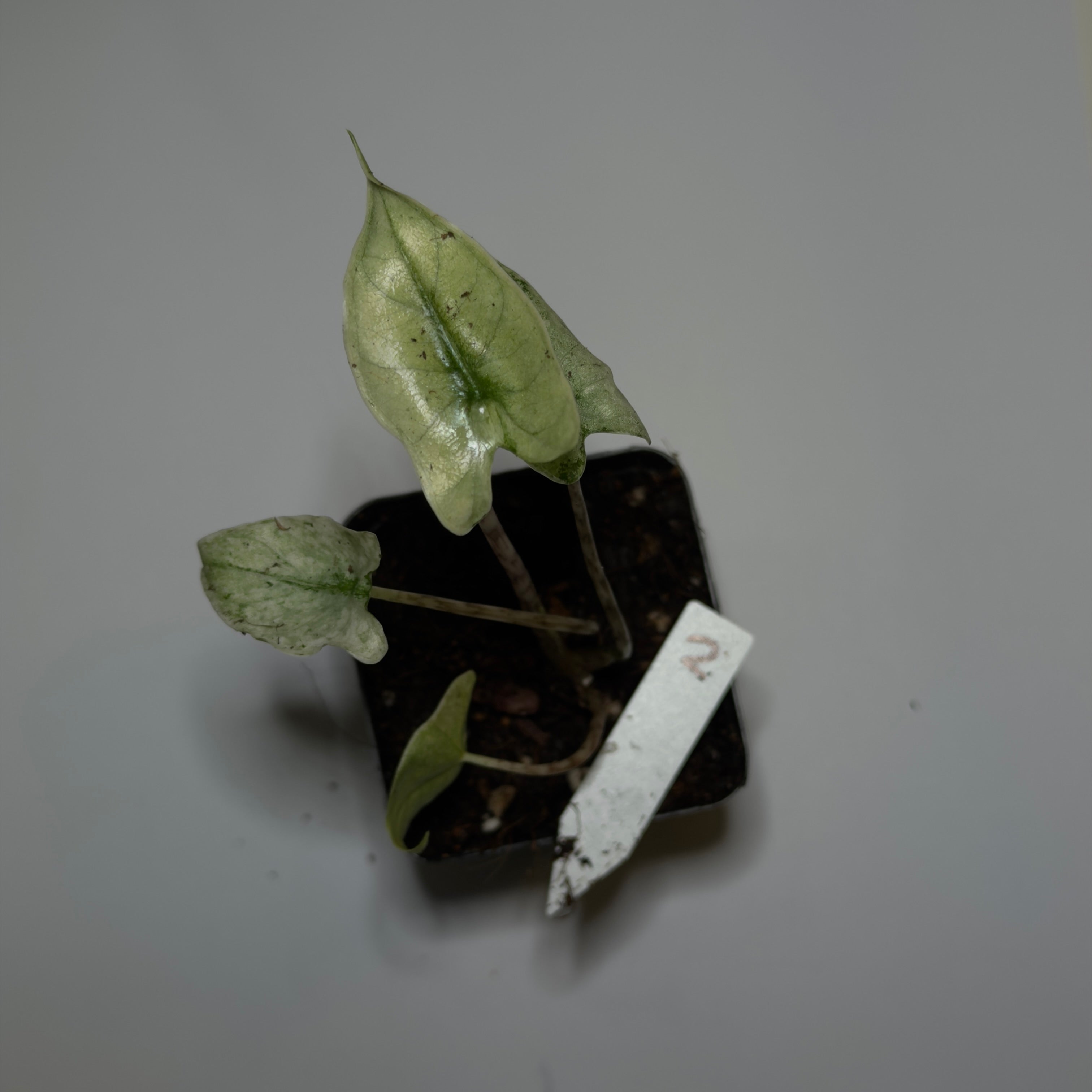 Alocasia Zebrina Mint