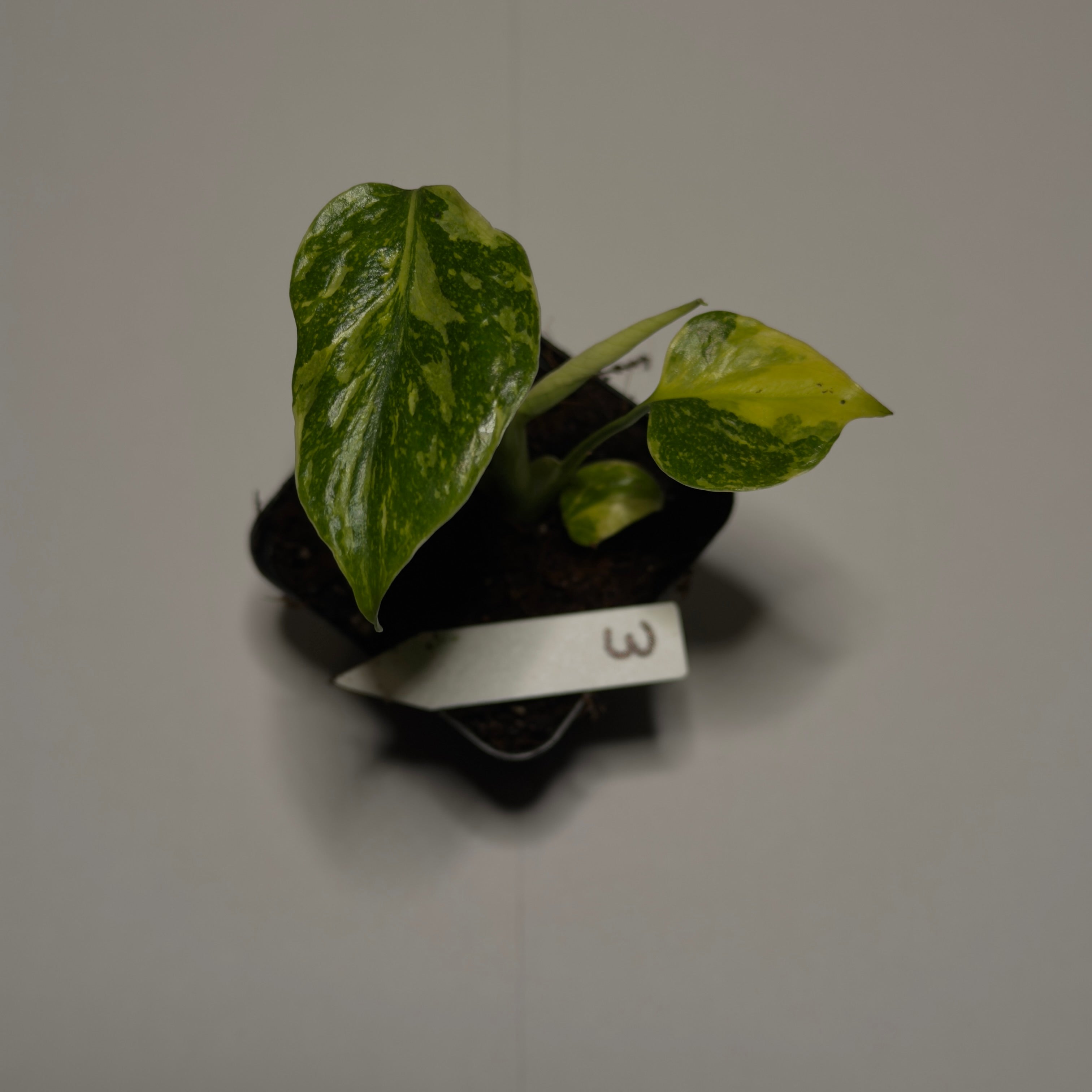 Monstera Electrolyte