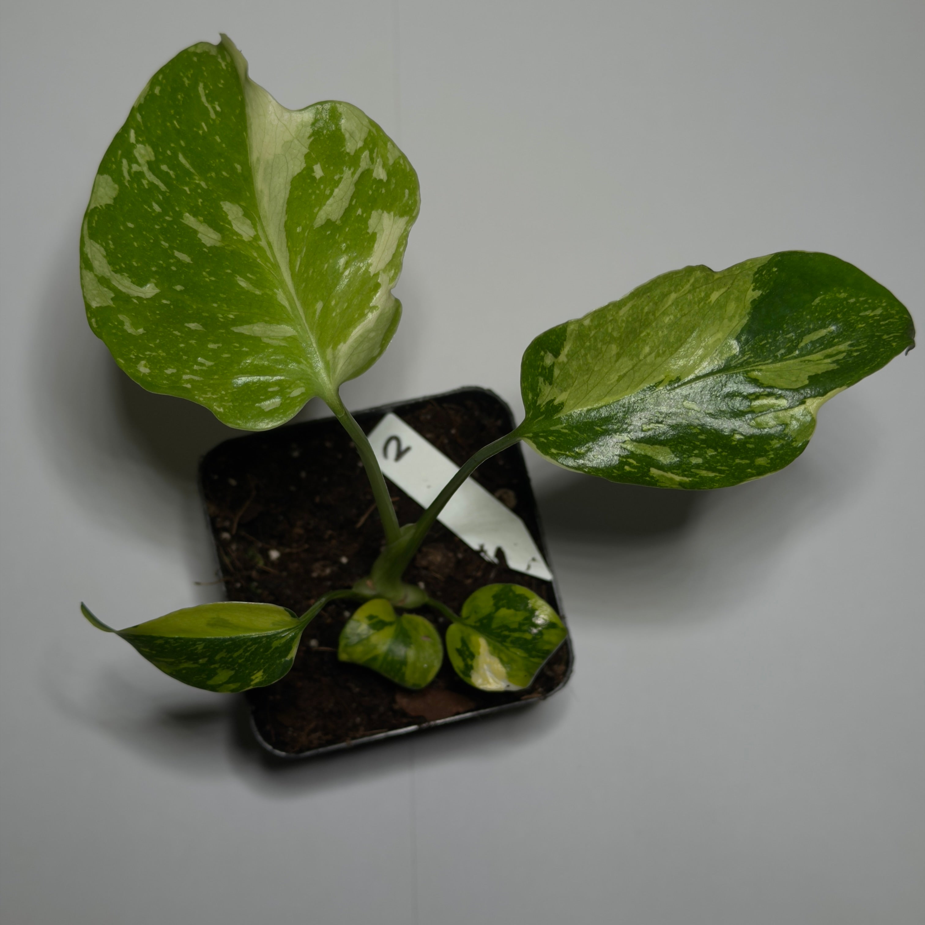 Monstera Electrolyte