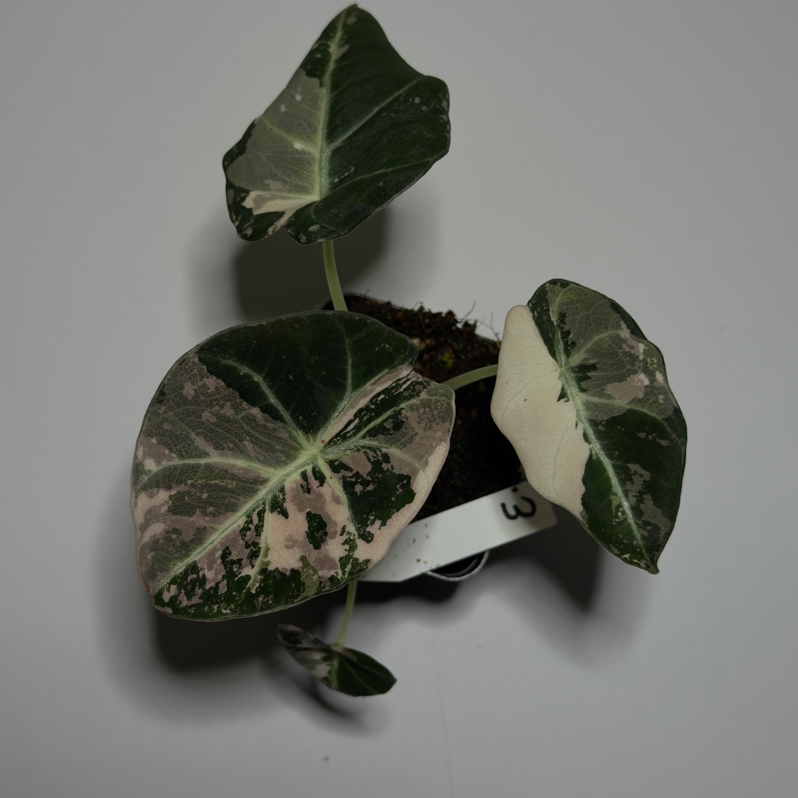 Alocasia Black velvet Pink