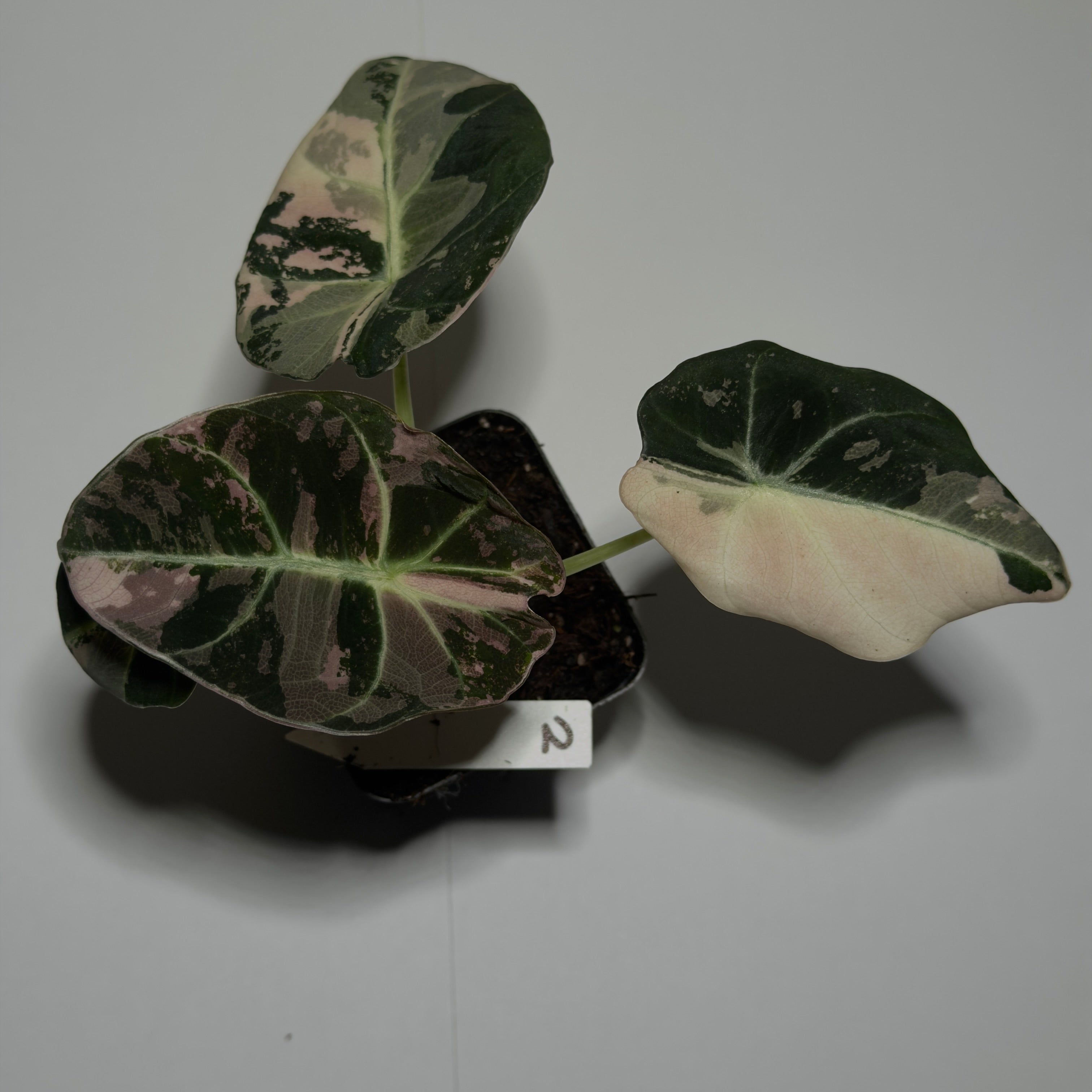 Alocasia Black velvet Pink