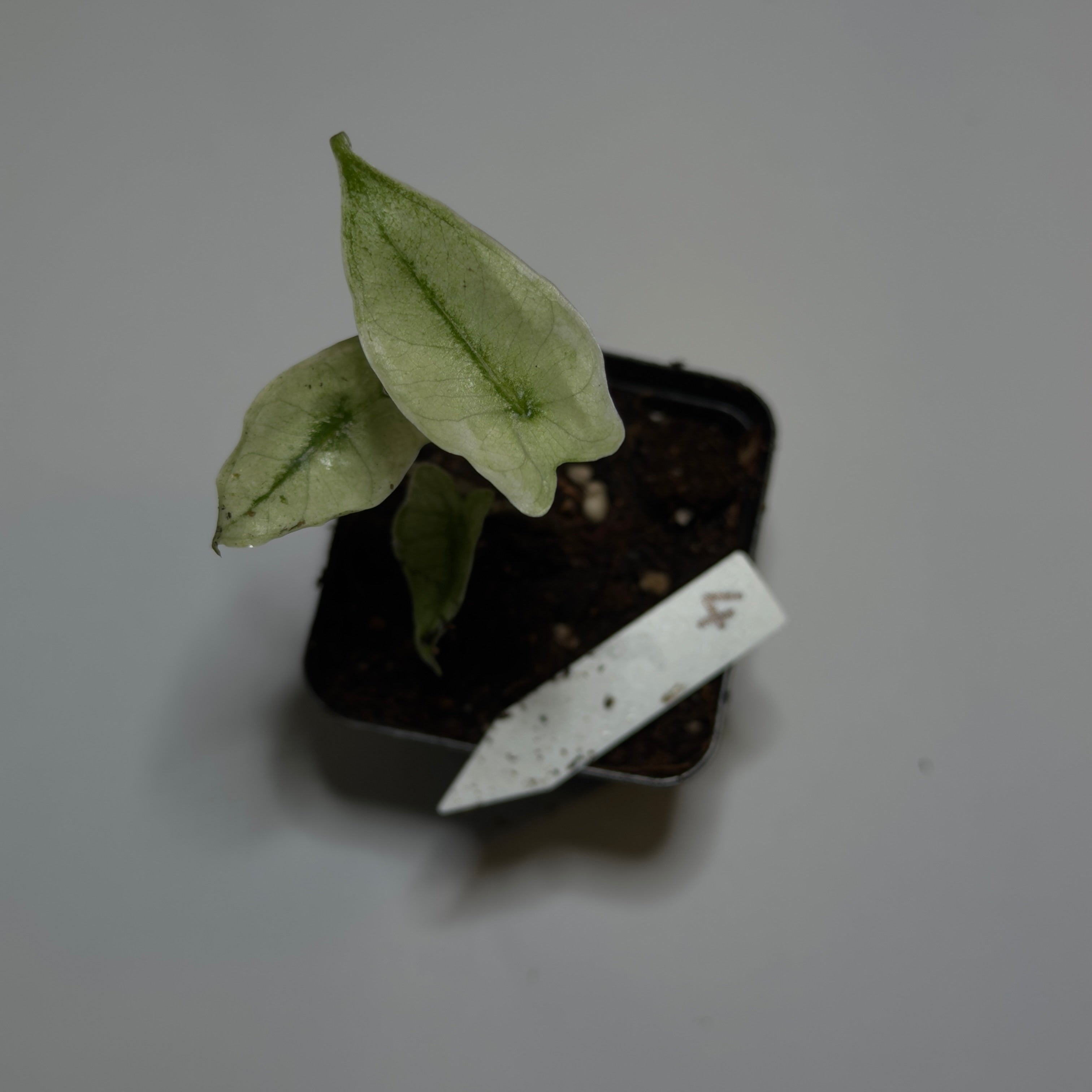 Alocasia Zebrina Mint