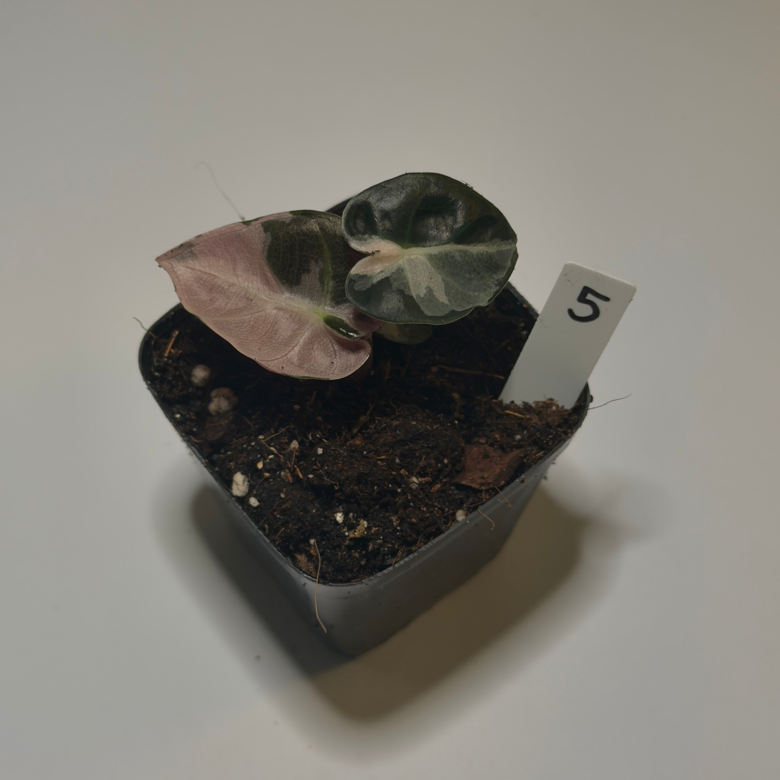 Alocasia ‘Heart Balloon Pink’ Variegata