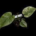 Monstera ,,Green Snow‘‘