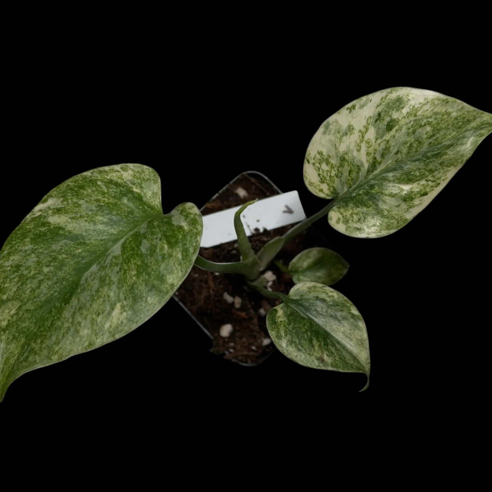 Monstera ,,Green Snow‘‘