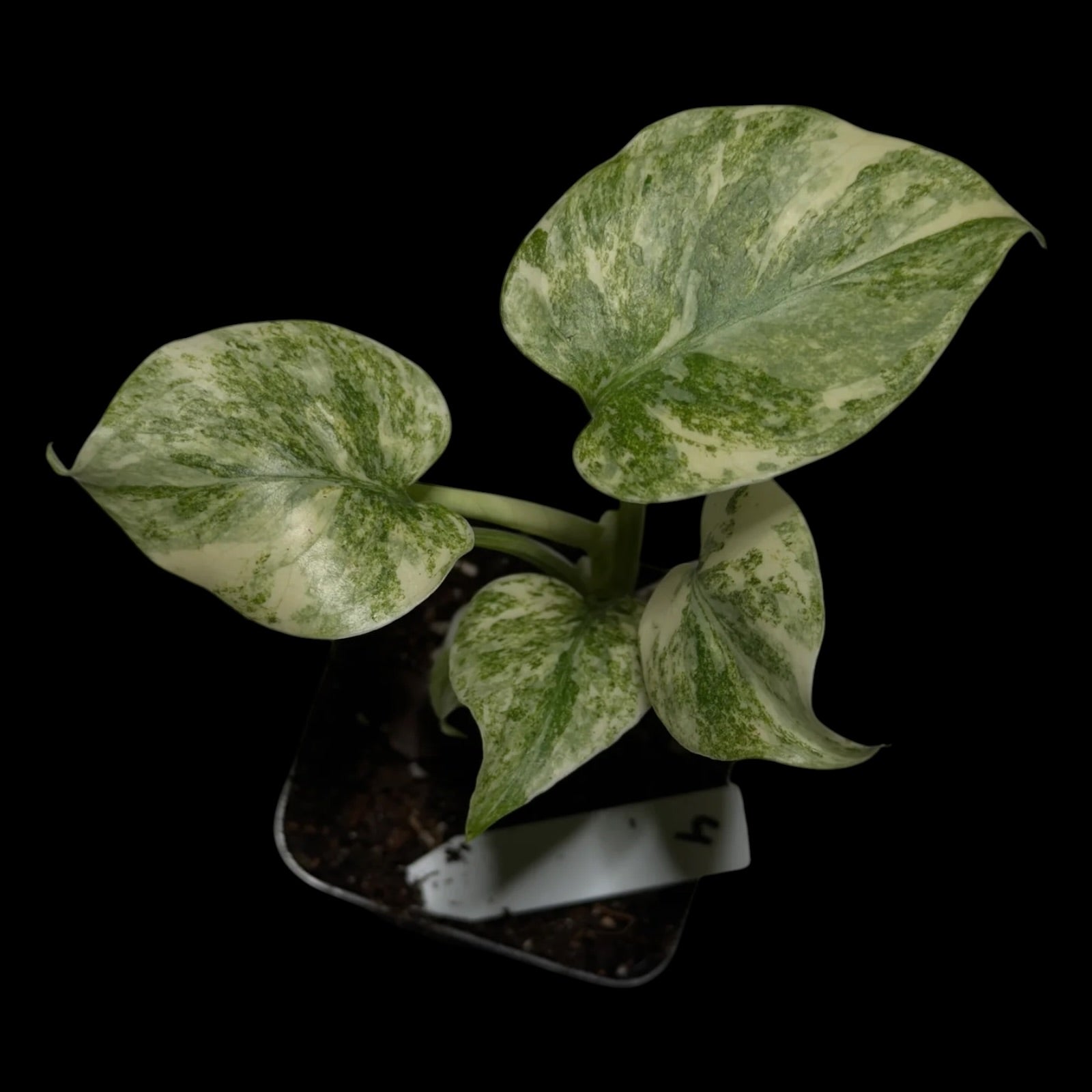 Monstera ,,Green Snow‘‘