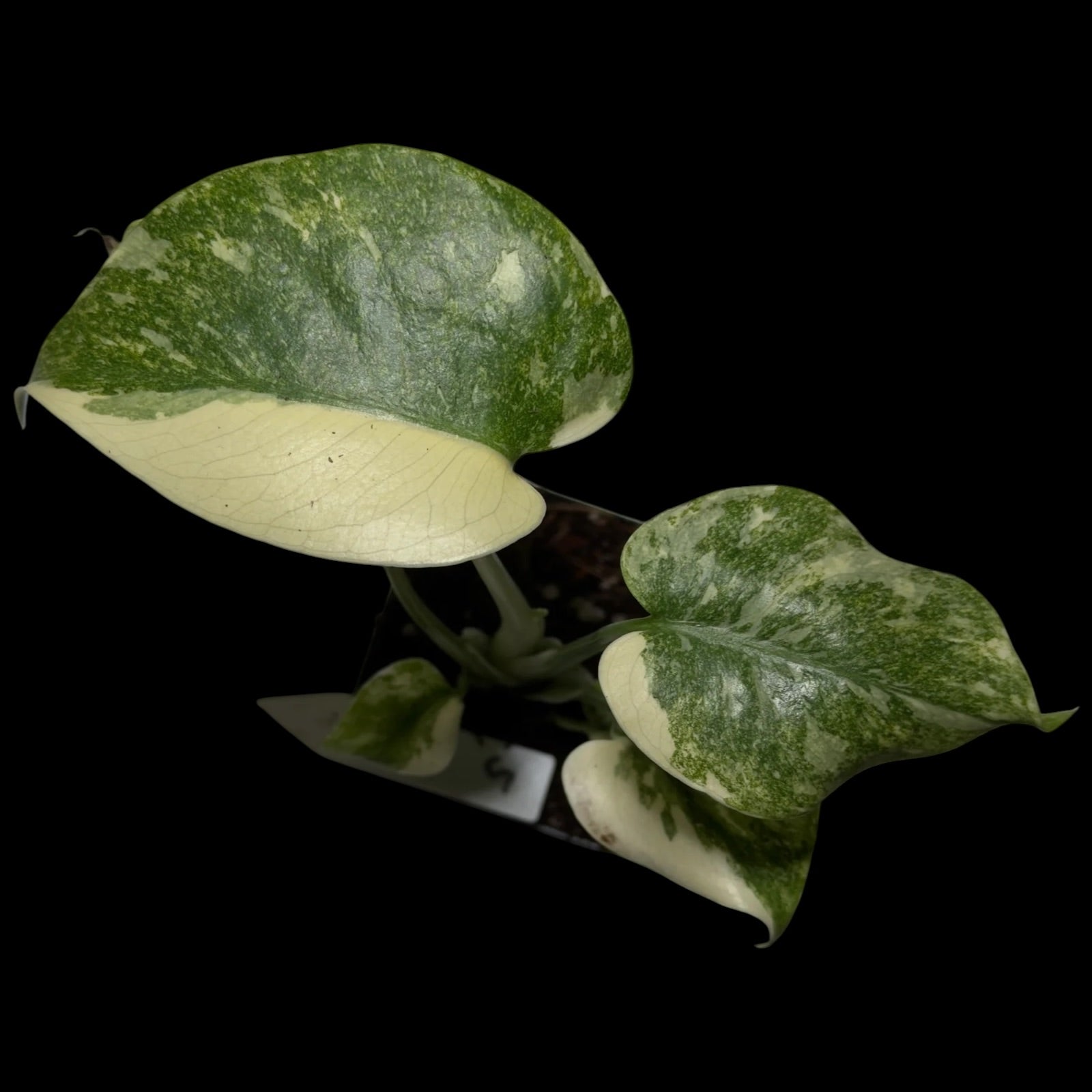 Monstera ,,Green Snow‘‘