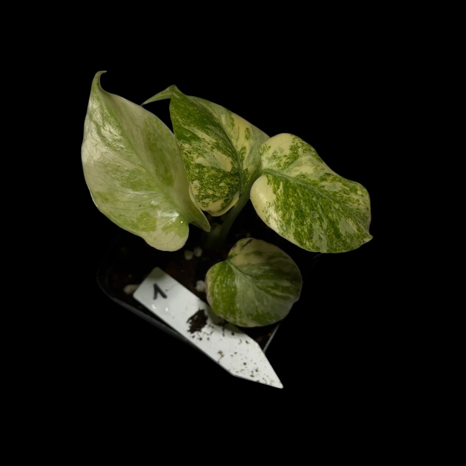Monstera Legacy