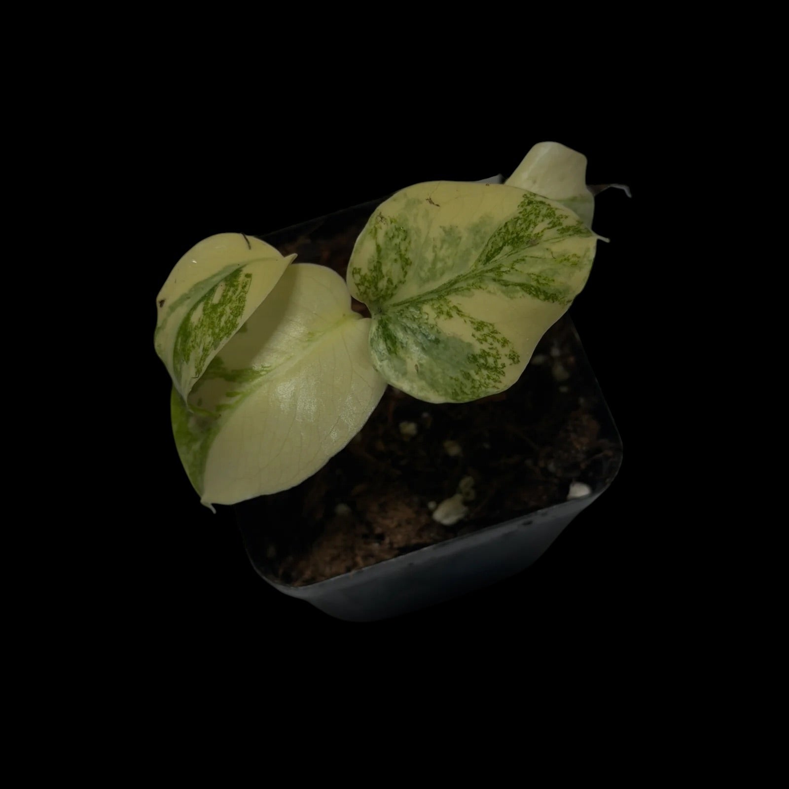 Monstera Legacy